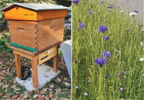 Ruche et prairies fleuries