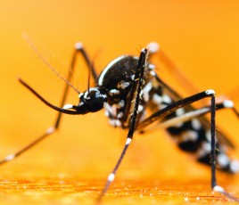 moustique tigre