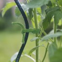 Trellinet bio, fabriqué en Espagne, en polyester bio-compostable. Maille de 15 x15 cm. Durée de vie d'au moins 24 mois. De 9,20 à 15,20 € selon la dimension. Tube Bio, lien tubulaire élastique bio compostable, en tube coton bio. Dimensions : 35 m x 5 mm. 9,80 €.